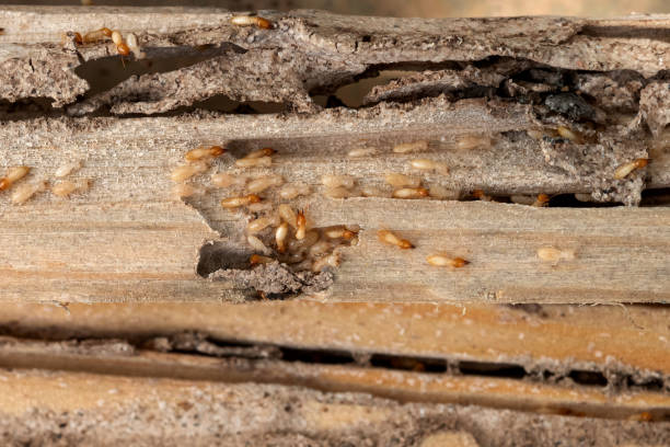 Wasp Removal Services in Seaside Heights, NJ